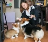 Two dogs receive a monthly salary