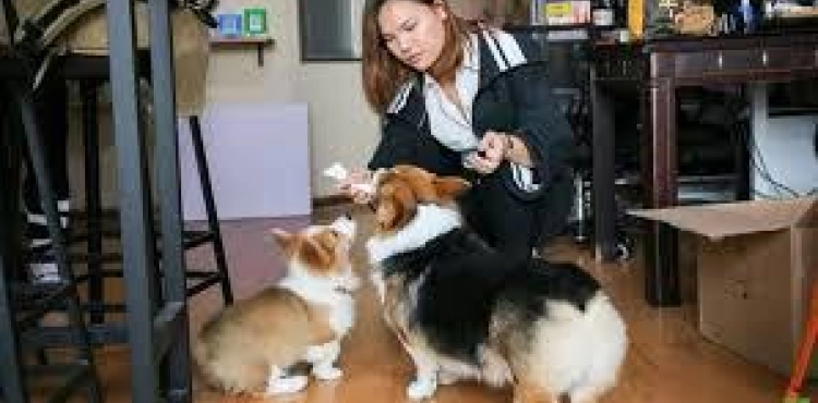 Two dogs receive a monthly salary