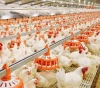 The occupation is sinking the Palestinian market with poultry in the settlements to hit the farmer