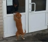 (video) A dog waits for weeks at the hospital door