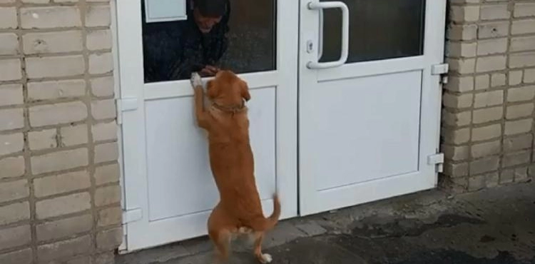 (video) A dog waits for weeks at the hospital door