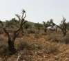 Settlers uproot 200 olive seedlings east of Yatta