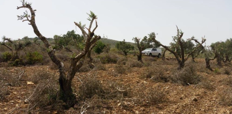 Settlers uproot 200 olive seedlings east of Yatta
