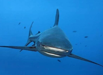 Dolphins save a group of divers from a predatory shark! (Video)