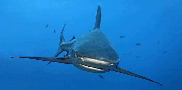 Dolphins save a group of divers from a predatory shark! (Video)