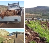 12 sheep heads run over by a settler near al-Mughayir