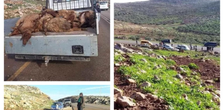 12 sheep heads run over by a settler near al-Mughayir