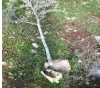 The occupation pulls out 50 olive trees in Bruqin