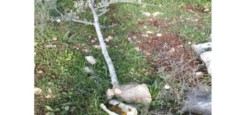 The occupation pulls out 50 olive trees in Bruqin