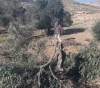 Settlers cut olive trees and write racist writings near Hebron