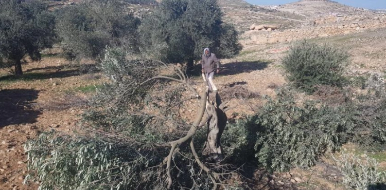 Settlers cut olive trees and write racist writings near Hebron
