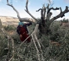 Settlers cut olive trees in the changer