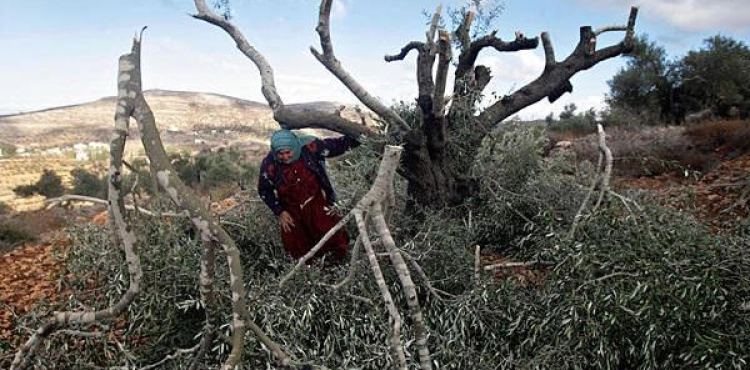 Settlers cut olive trees in the changer