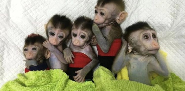 China reproduces genetically modified monkeys
