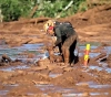 58 dead in Brazil dam collapse