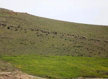 Settlers hunt sheep herders in the northern Jordan Valley