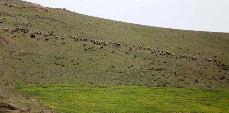 Settlers hunt sheep herders in the northern Jordan Valley