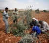 Settlers uproot Batta Olive saplings