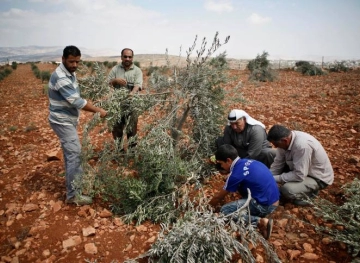Settlers uproot Batta Olive saplings