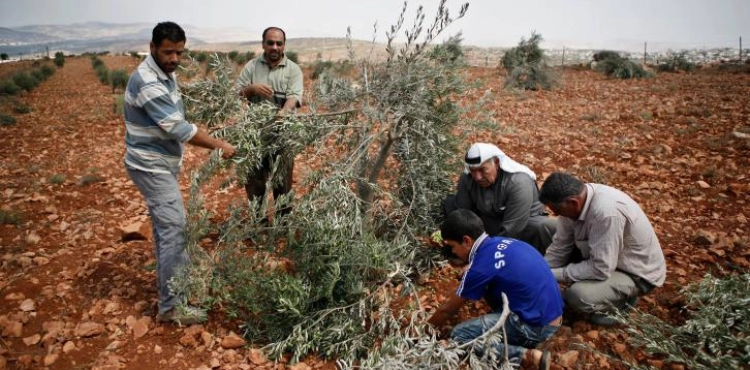 Settlers uproot Batta Olive saplings