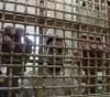 The prisoners&acute; body delivers harsh testimonies to the prisoners in Megiddo prison