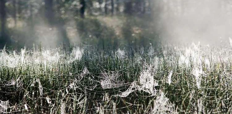 Spider web threads help in the invention of muscles for robots