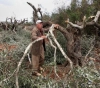 Settlers kill olive trees in Burin