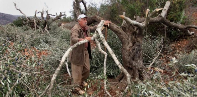 Settlers kill olive trees in Burin