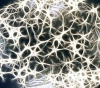 The development of &quot;mini brains&quot; controls muscles autonomously!