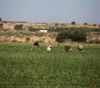 The occupation targets farmers and sheep herders on the Gaza border