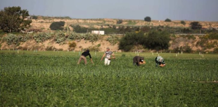 The occupation targets farmers and sheep herders on the Gaza border