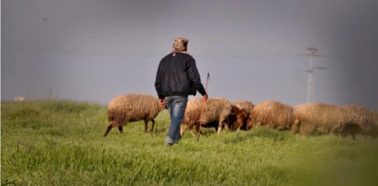 Israeli fire targets farmers and sheep herders in eastern Gaza