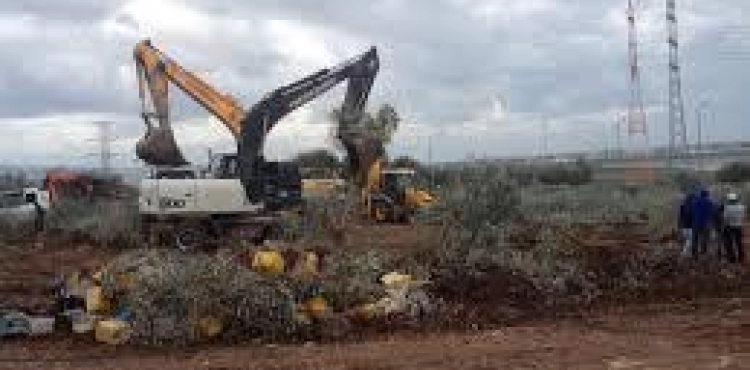 30 donums were razed by the settlers of Ariel without informing the farmers of Salfit