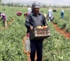 The European Union supports Gaza farmers by 3.7 million euros