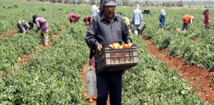 The European Union supports Gaza farmers by 3.7 million euros