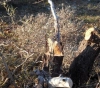 Settlers kill 150 olive trees in tenderness
