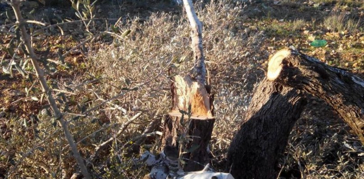 Settlers kill 150 olive trees in tenderness