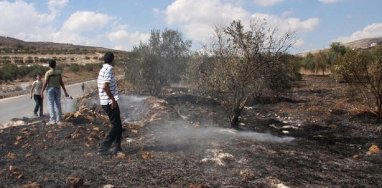Settlers set fire to agricultural fields south of Nablus