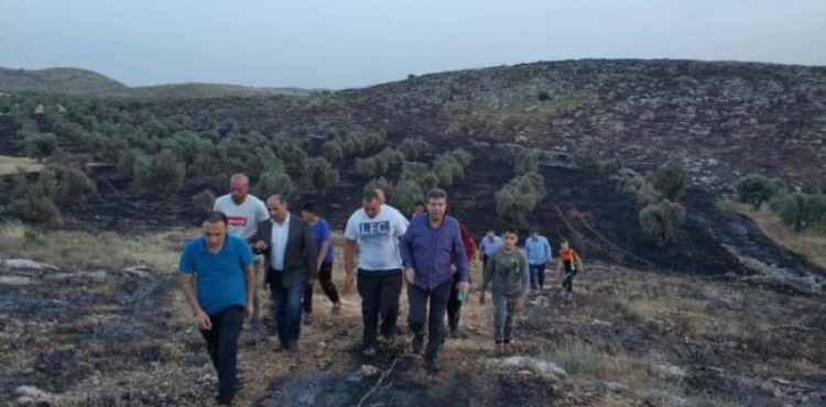 Settlers burn 1,000 olive trees south of Nablus