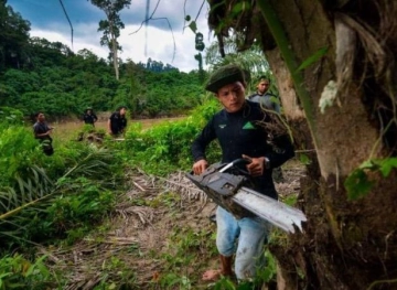 The most expensive tree in the world .. The kilogram of $ 100 thousand dollars