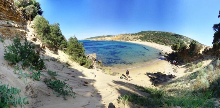Discover a rare and unique plant in the world in Tunisia