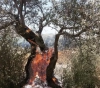 Settlers burn 1600 olive trees in Burin