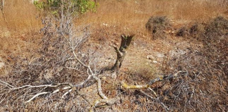 Settlers uproot 80 olive trees in Yasuf