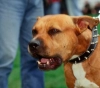 Morocco: Arrest of a man who attacked police using a ferocious dog