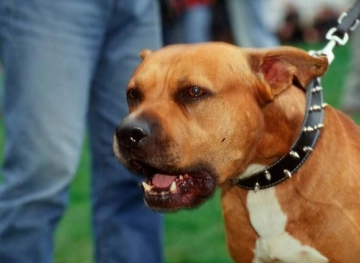 Morocco: Arrest of a man who attacked police using a ferocious dog