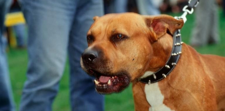 Morocco: Arrest of a man who attacked police using a ferocious dog