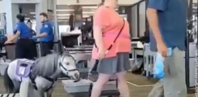 She took her horse to the salon of the plane to relieve her of stress