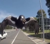Australian authorities order the capture and liquidation of a very ferocious and dangerous animal