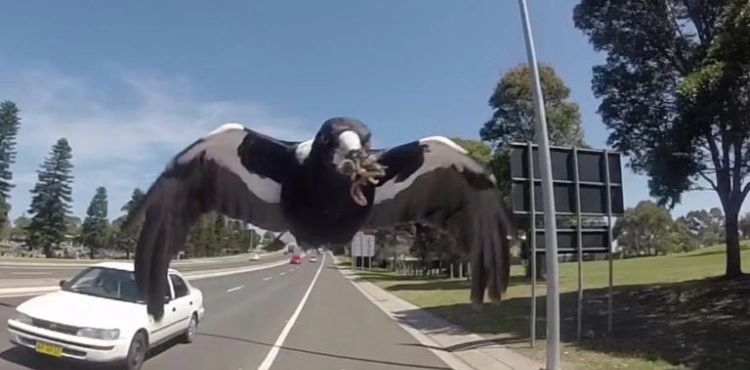 Australian authorities order the capture and liquidation of a very ferocious and dangerous animal