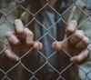 22 Palestinian prisoners in Raymond. They start a hunger strike.